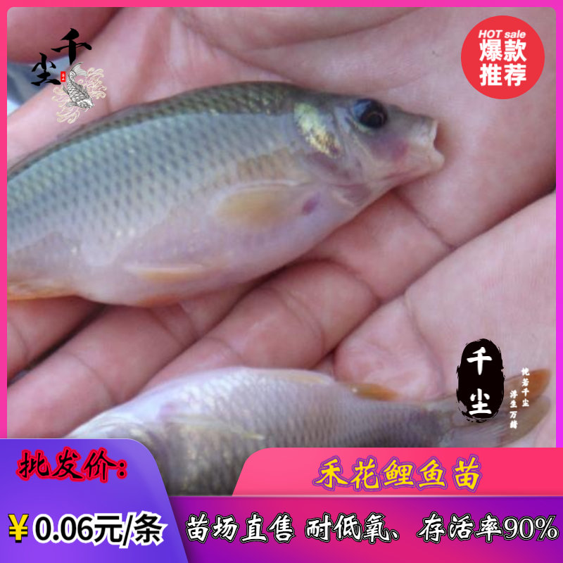 禾花鲤鱼苗鲤鱼苗荷花鲤鱼苗乌鲤寸活率达80%
