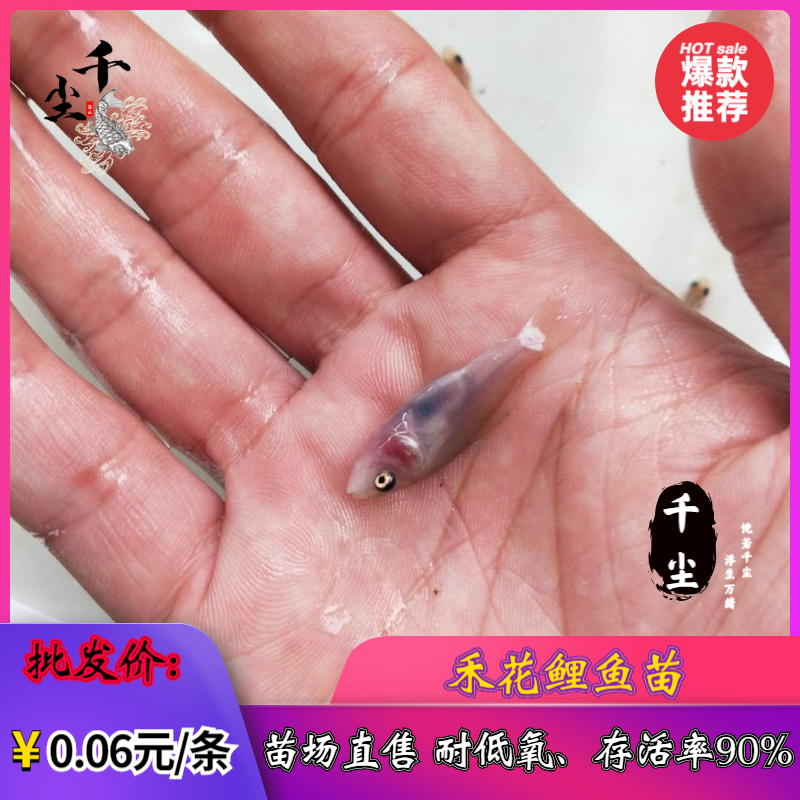 禾花鲤鱼苗鲤鱼苗荷花鲤鱼苗乌鲤寸活率达80%