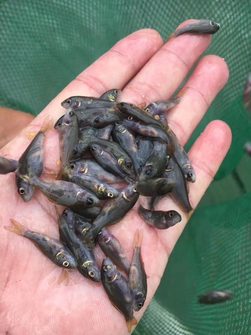 禾花鲤鱼苗鲤鱼苗荷花鲤鱼苗乌鲤寸活率达80%