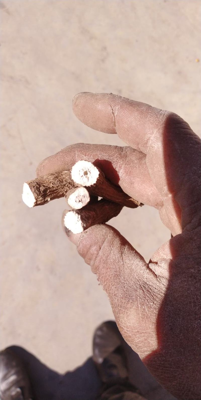铁捧七一枝稿，雪上一枝花