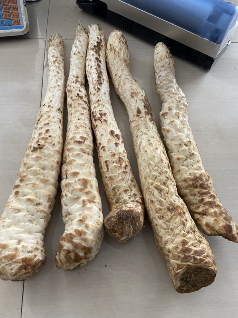 新鲜肉苁蓉阿拉善沙漠人参特级男性滋补泡酒料