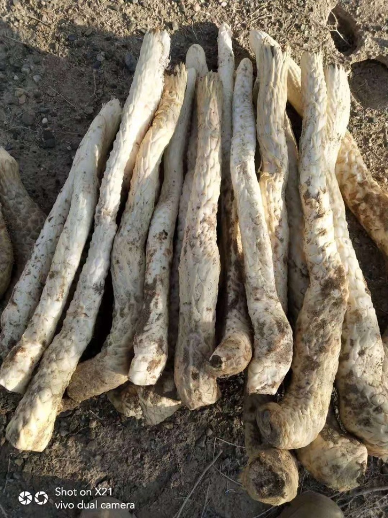 新鲜肉苁蓉阿拉善沙漠人参特级男性滋补泡酒料