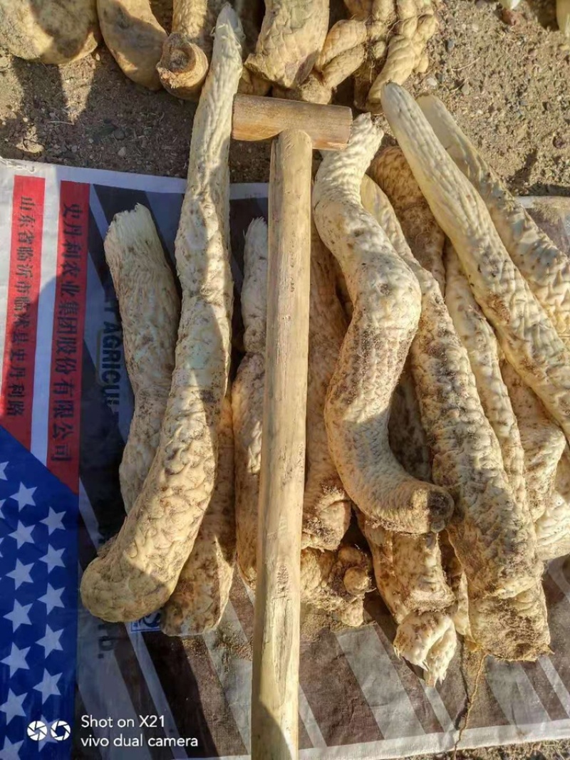 新鲜肉苁蓉阿拉善沙漠人参特级男性滋补泡酒料