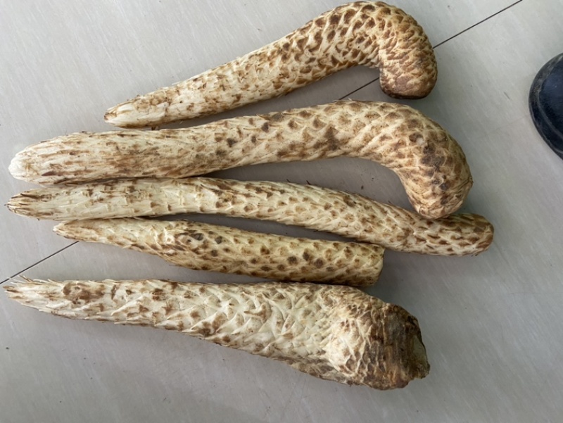 新鲜肉苁蓉阿拉善沙漠人参特级男性滋补泡酒料