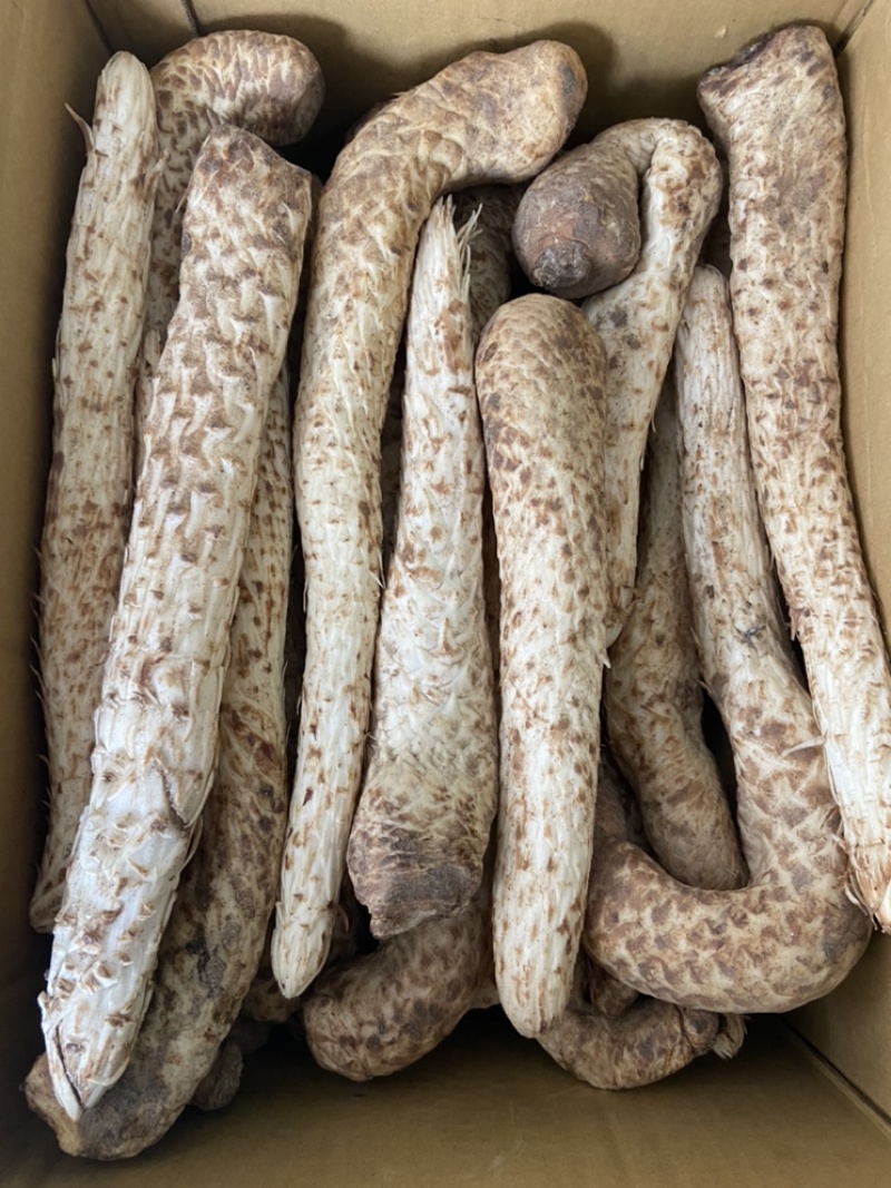 新鲜肉苁蓉阿拉善沙漠人参特级男性滋补泡酒料