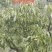 云南高海拔山核桃油，原汁原味，零添加。倡导健康，油汁清
