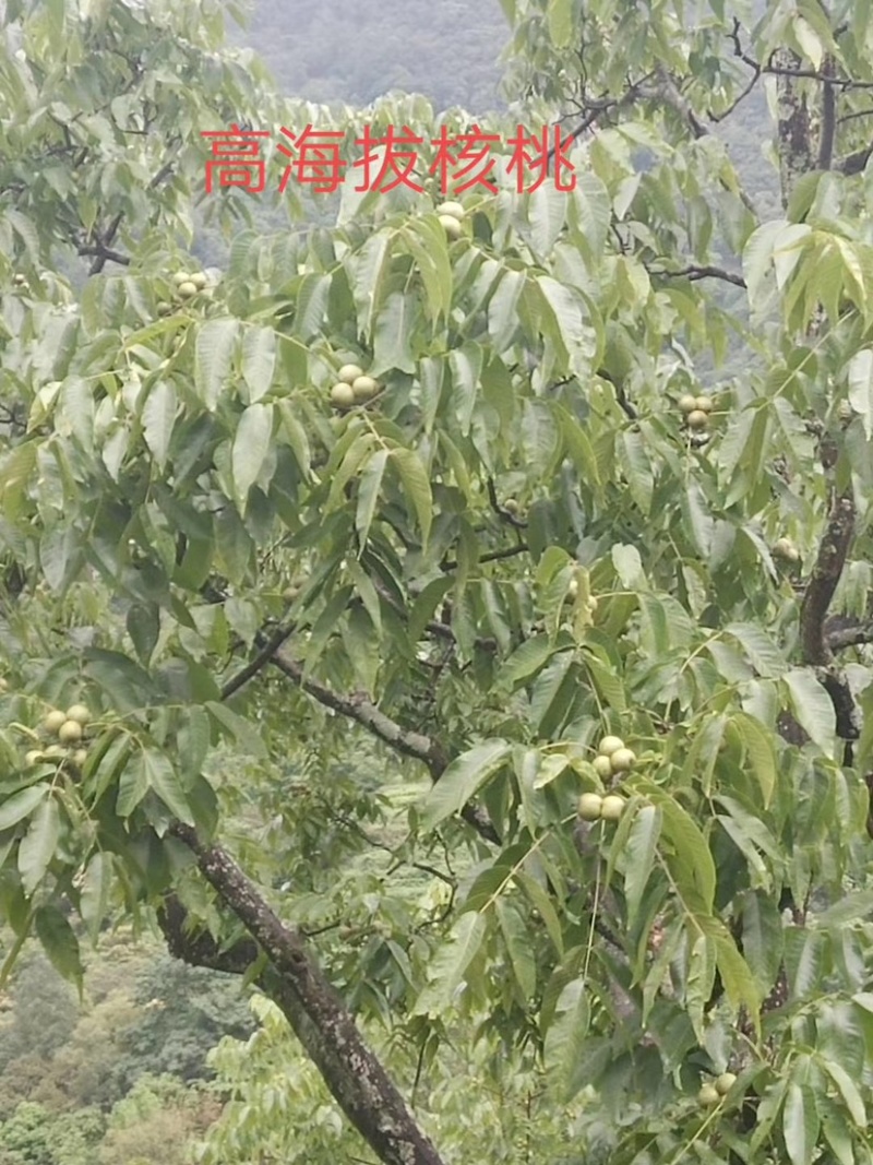云南高海拔山核桃油，原汁原味，零添加。倡导健康，油汁清