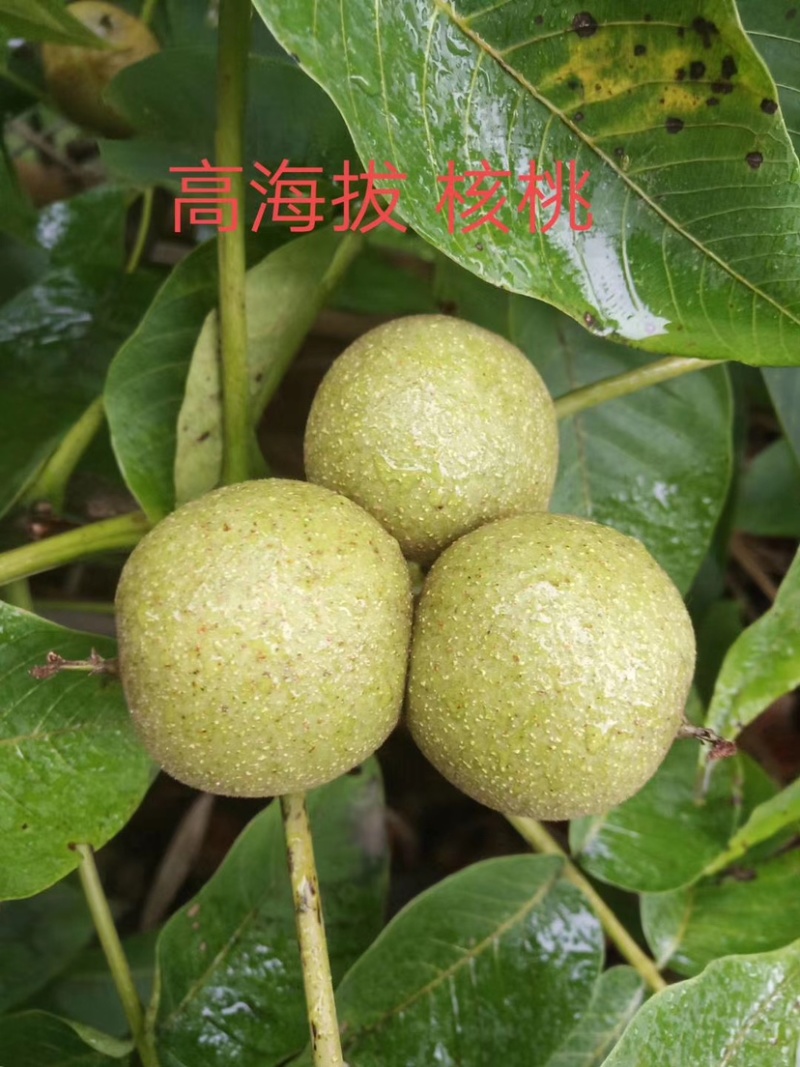 云南高海拔山核桃油，原汁原味，零添加。倡导健康，油汁清
