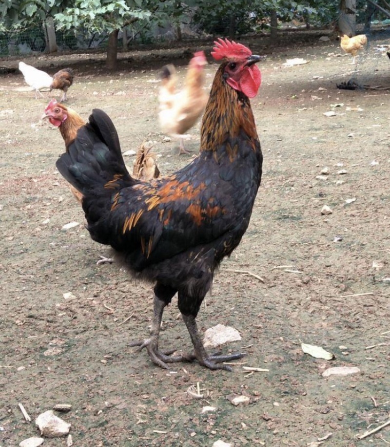 1只包邮中药散养土鸡