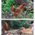 1只包邮中药散养土鸡