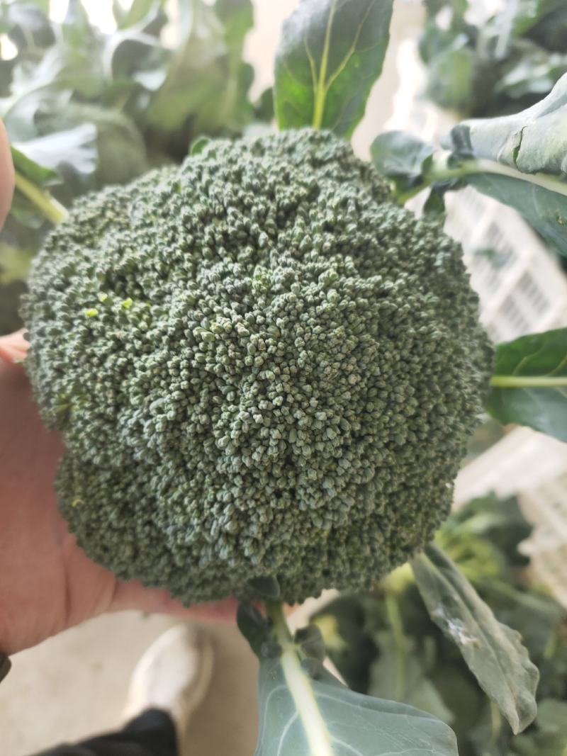【精品】山东西兰花无黑点品质保证价格优惠产地现货