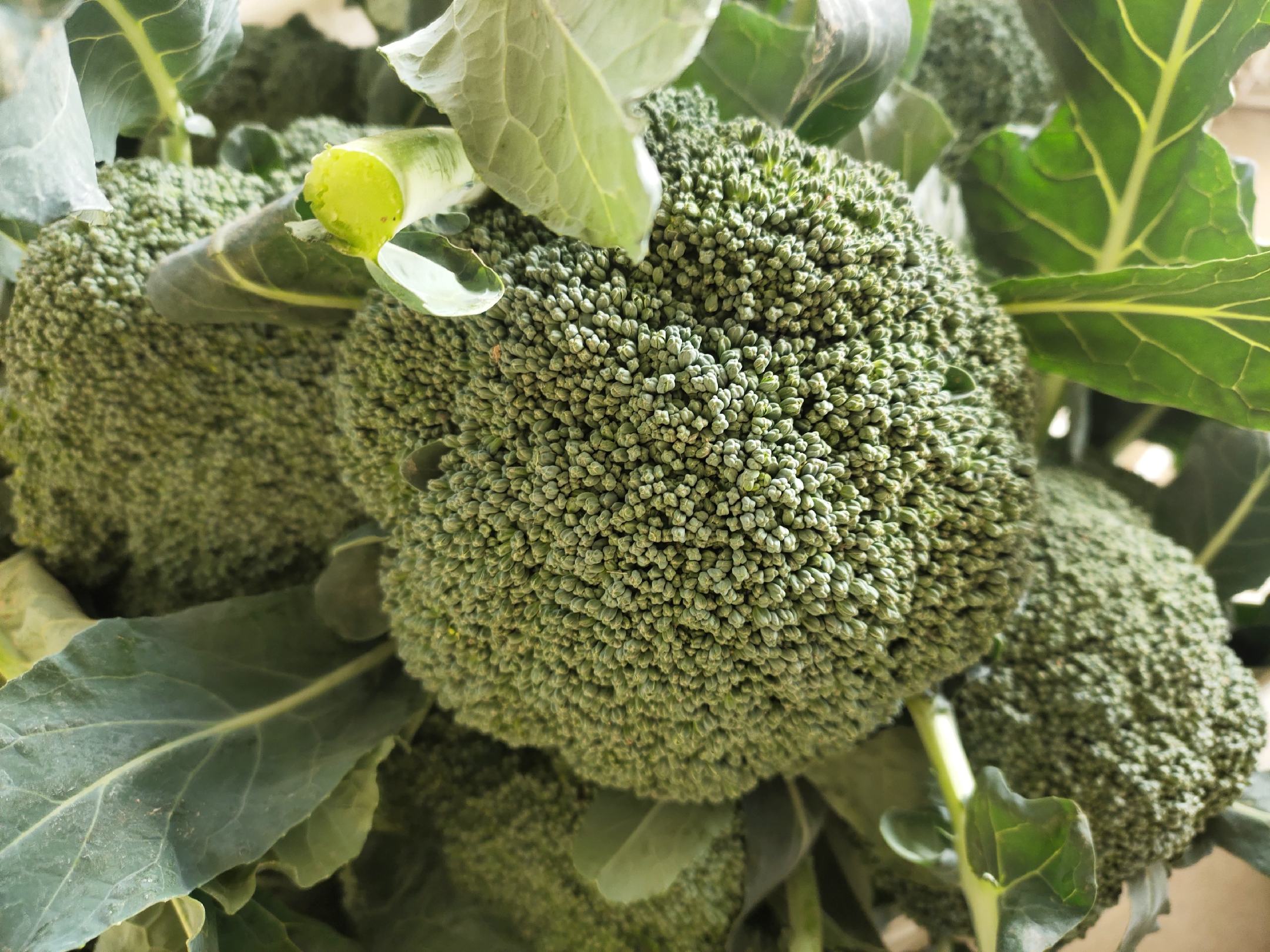 甜杆西兰花切片特写