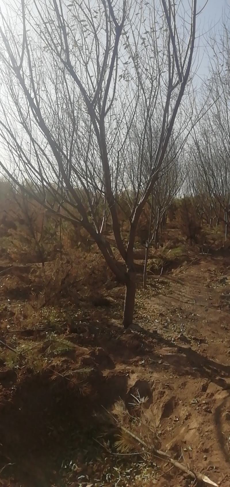 山桃树货源充足，质量不错，大量大量出售供应，苗木各种规格