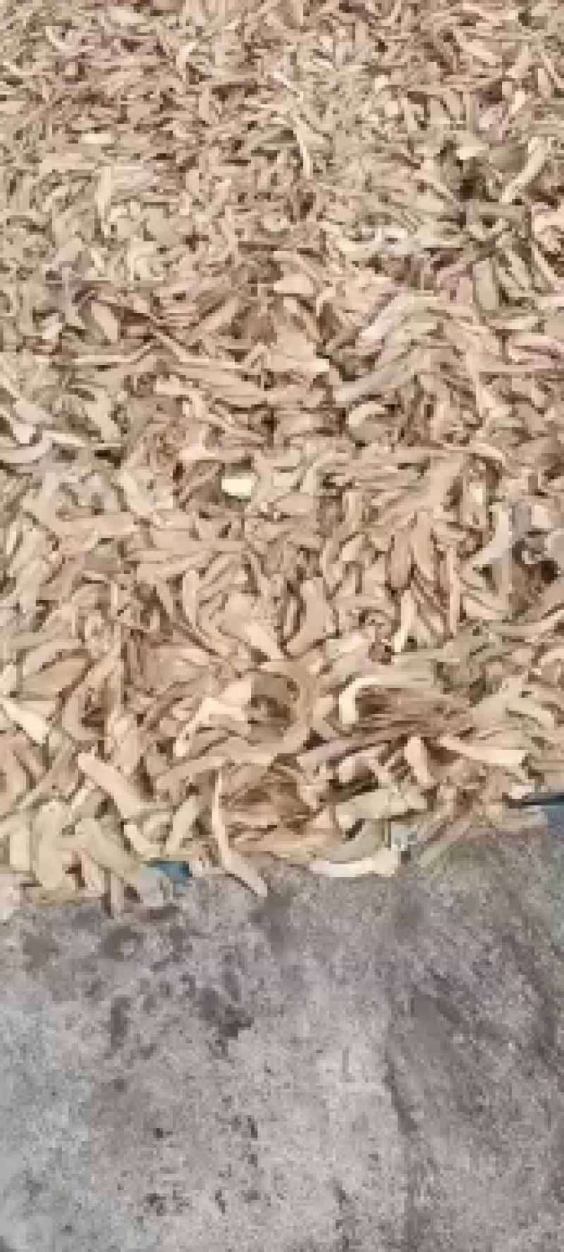 天麻自产自销量大从优