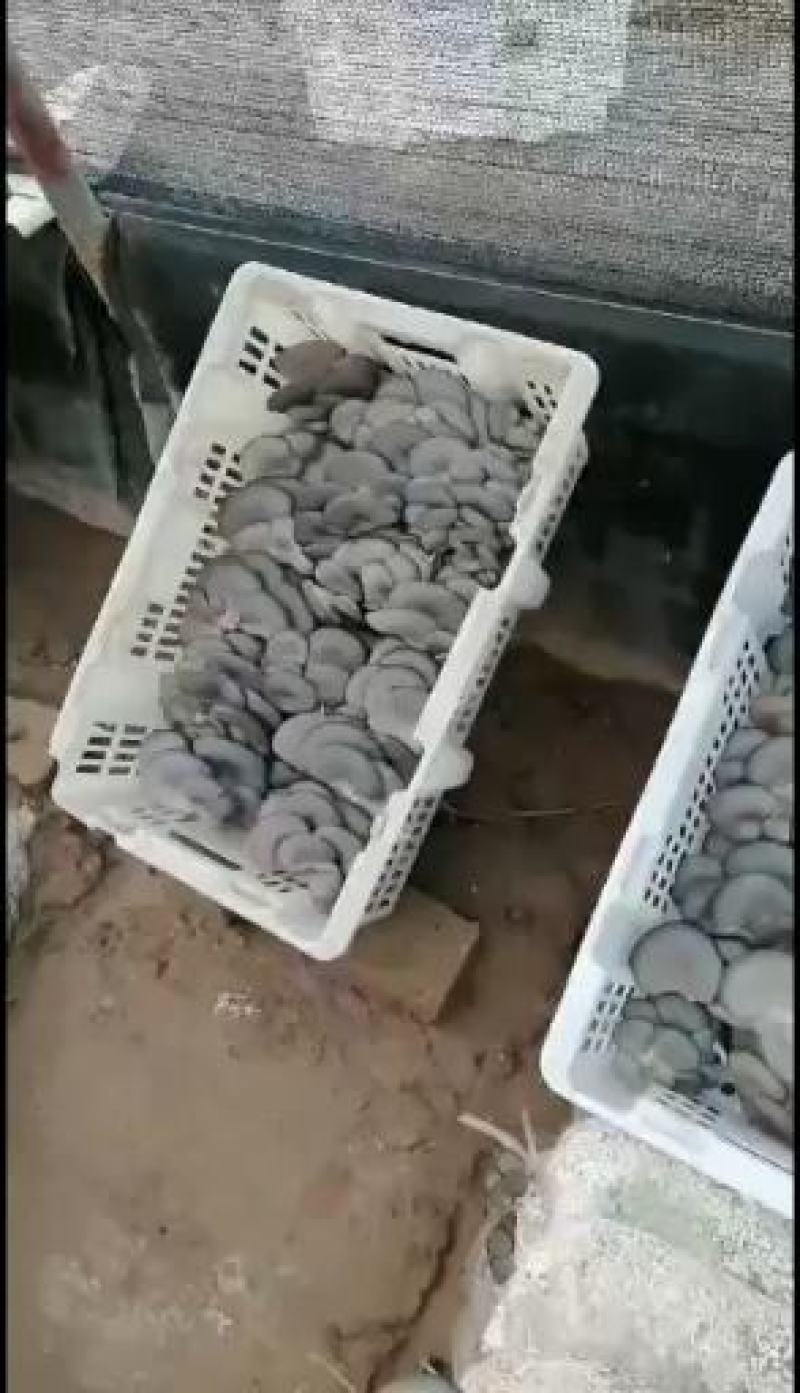天宏食用菌优质黑平菇出售
