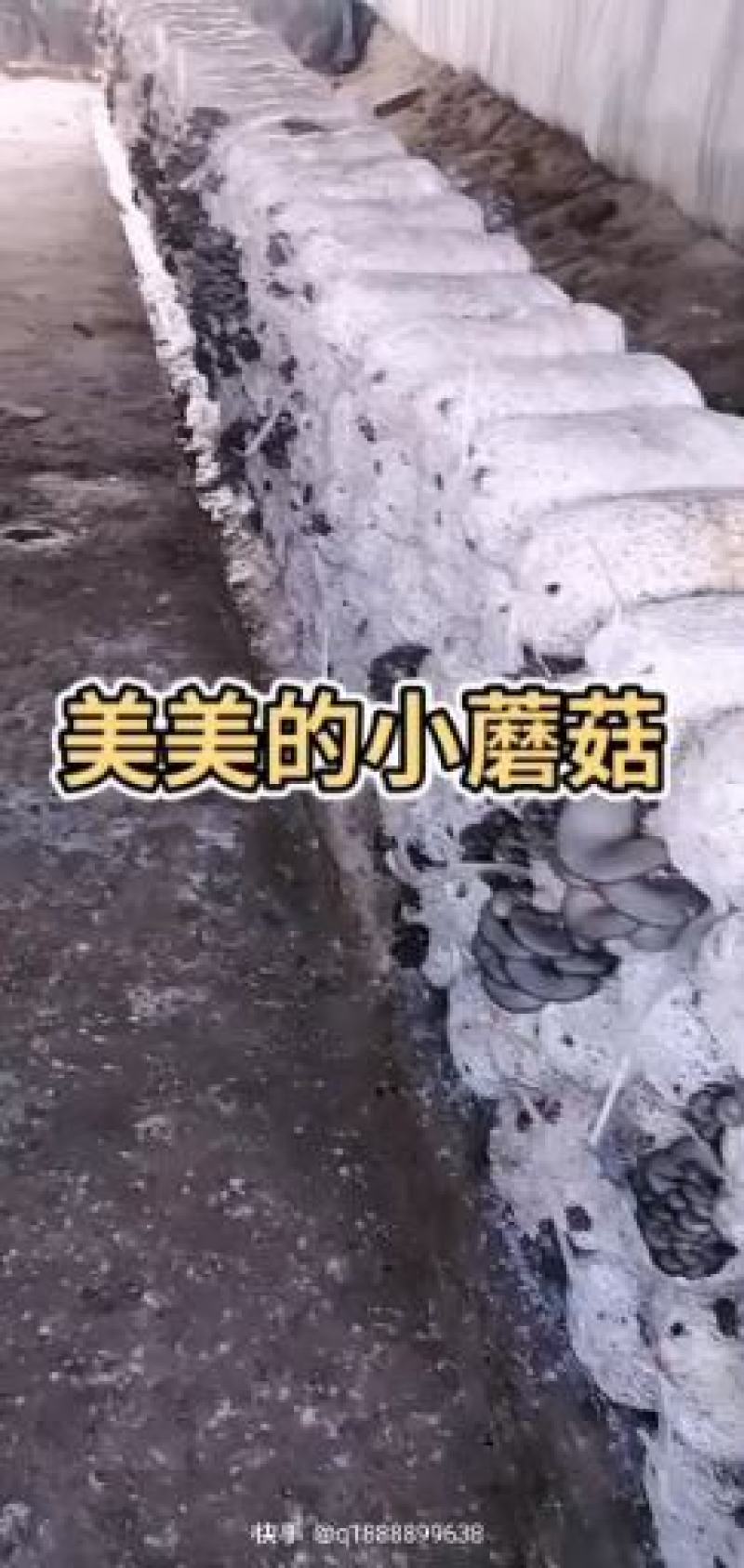 天宏食用菌优质黑平菇出售