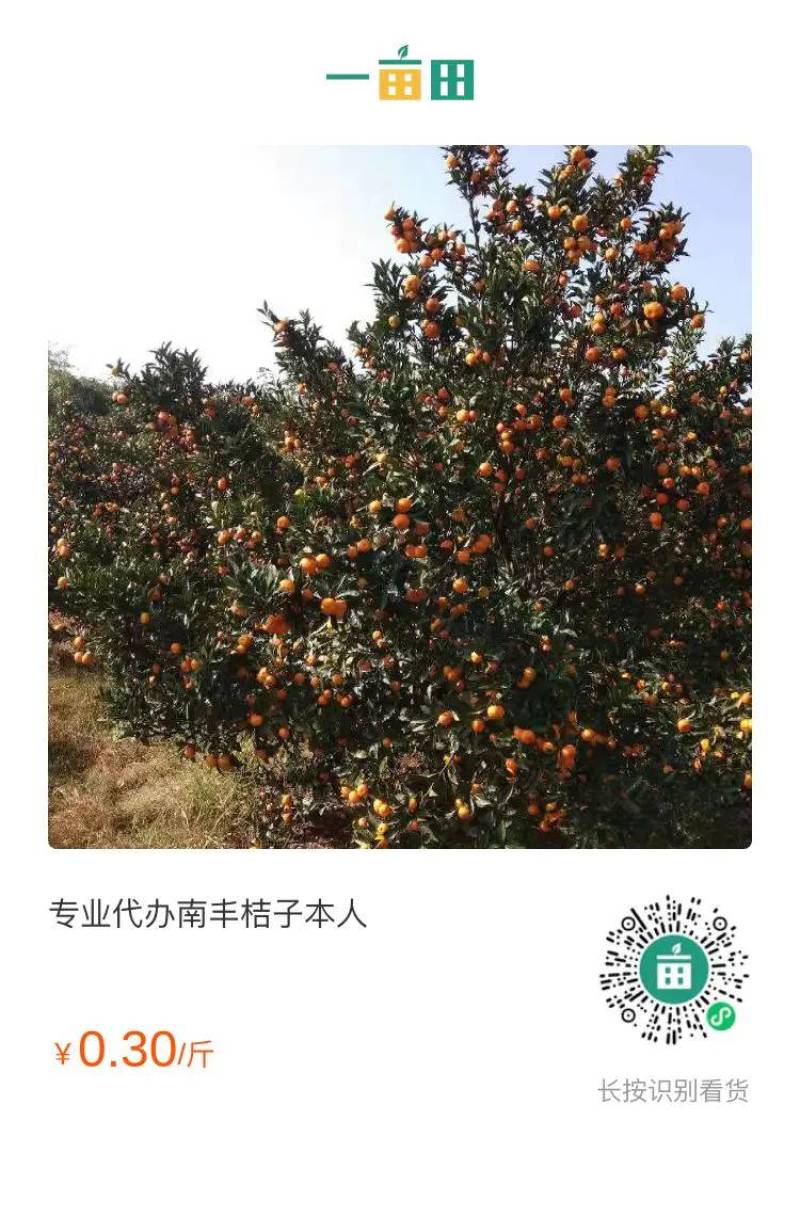本人专业代办南丰桔子