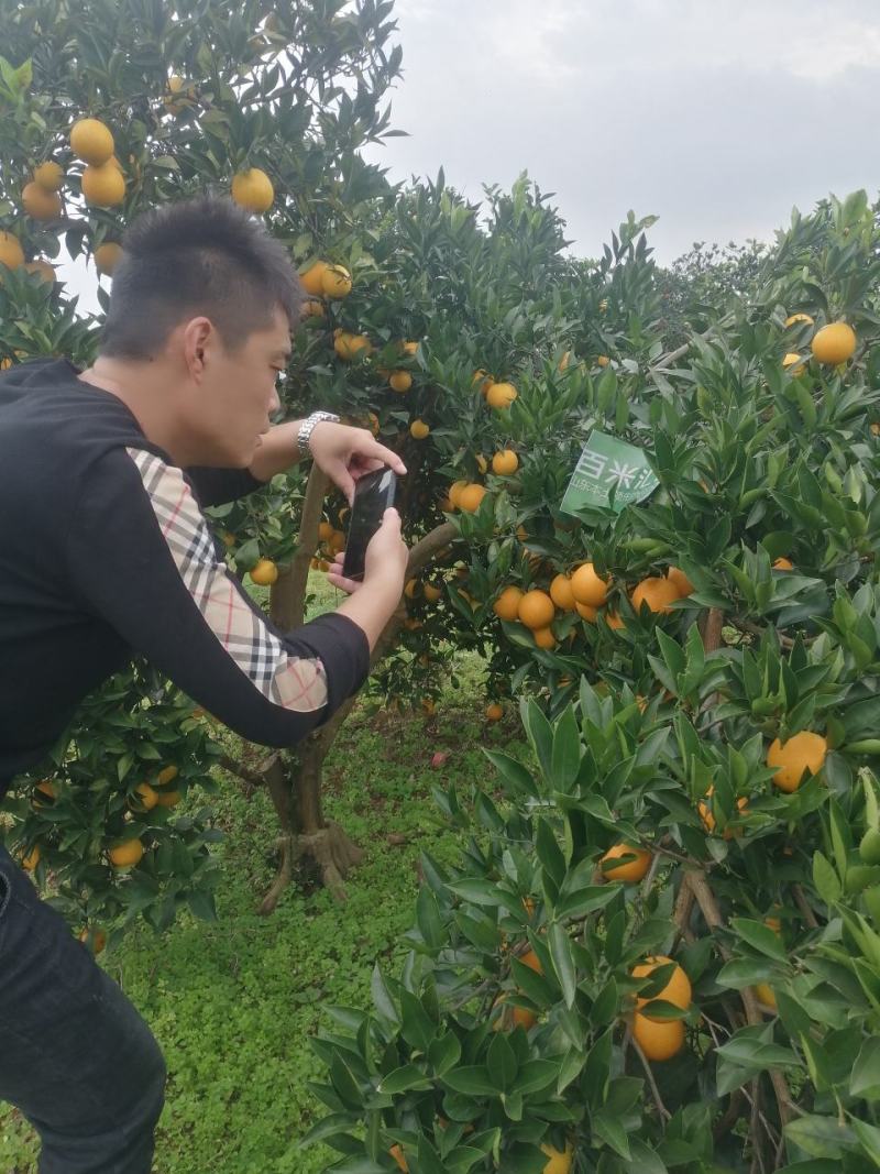 麻阳冰糖橙叶果对接全电商商超批发市场档口交通便利