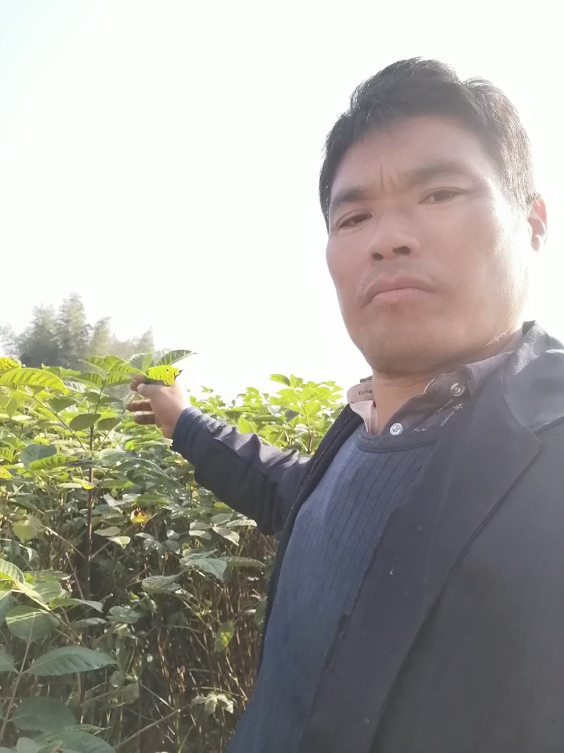 江西中花吴茱萸扦插苗供应