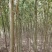 美国速生竹柳插段，2米以上柳树种苗达轩农林苗圃直供