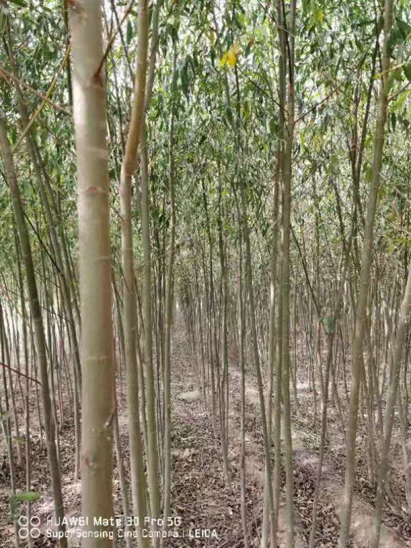 美国速生竹柳插段，2米以上柳树种苗达轩农林苗圃直供