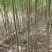 美国速生竹柳插段，2米以上柳树种苗达轩农林苗圃直供