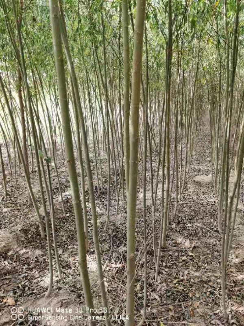 美国速生竹柳插段，2米以上柳树种苗达轩农林苗圃直供