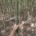 美国速生竹柳插段，2米以上柳树种苗达轩农林苗圃直供