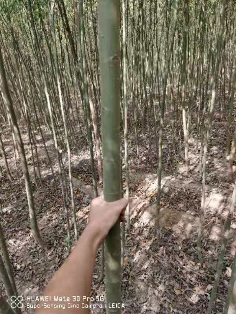 美国速生竹柳插段，2米以上柳树种苗达轩农林苗圃直供