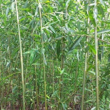 美国速生竹柳插段，2米以上柳树种苗达轩农林苗圃直供