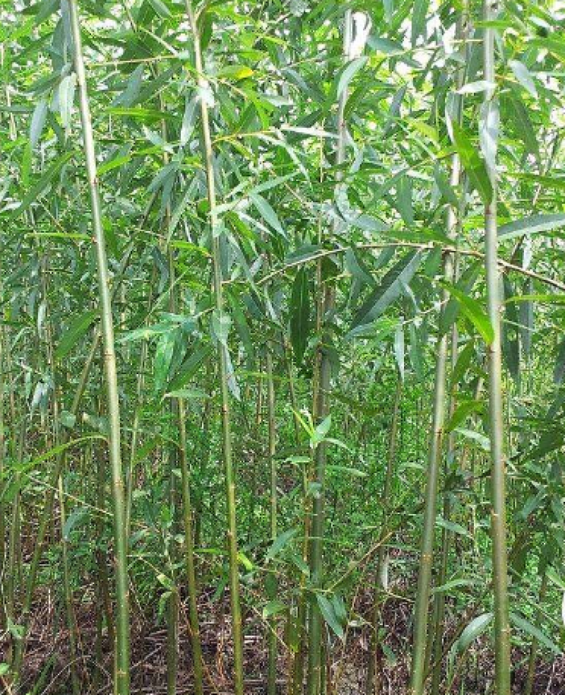 美国速生竹柳插段，2米以上柳树种苗达轩农林苗圃直供