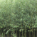 美国速生竹柳插段，2米以上柳树种苗达轩农林苗圃直供
