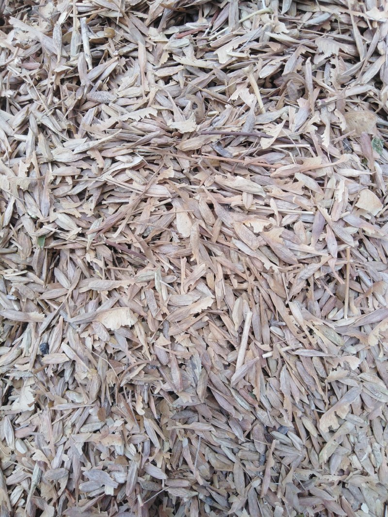 复叶槭种子糖槭种子刚加工的纯新籽大量批发