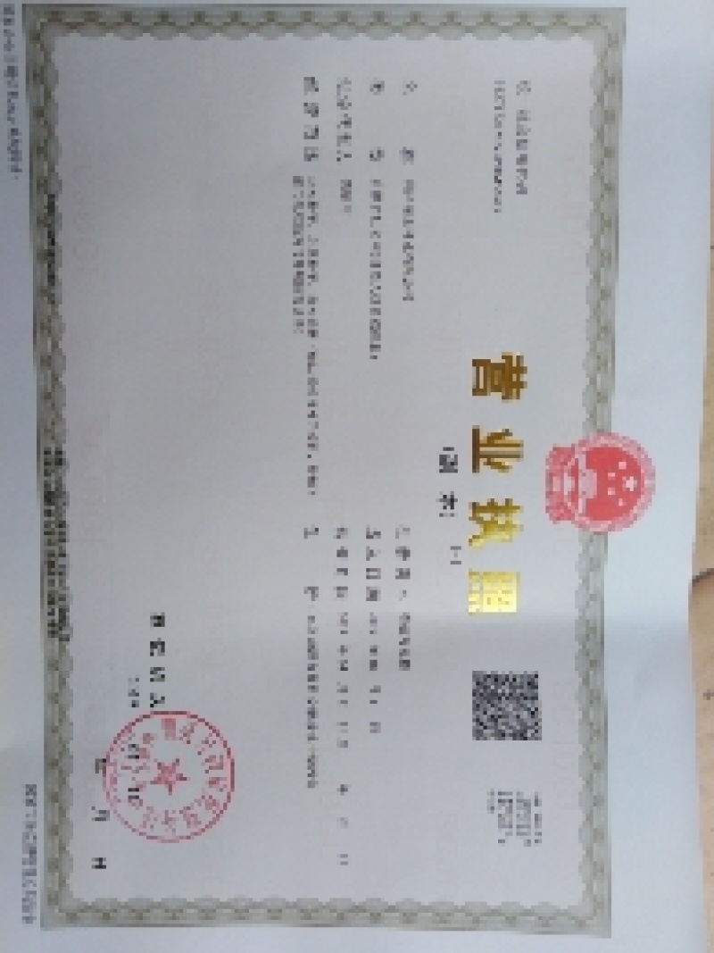 复叶槭种子糖槭种子刚加工的纯新籽大量批发