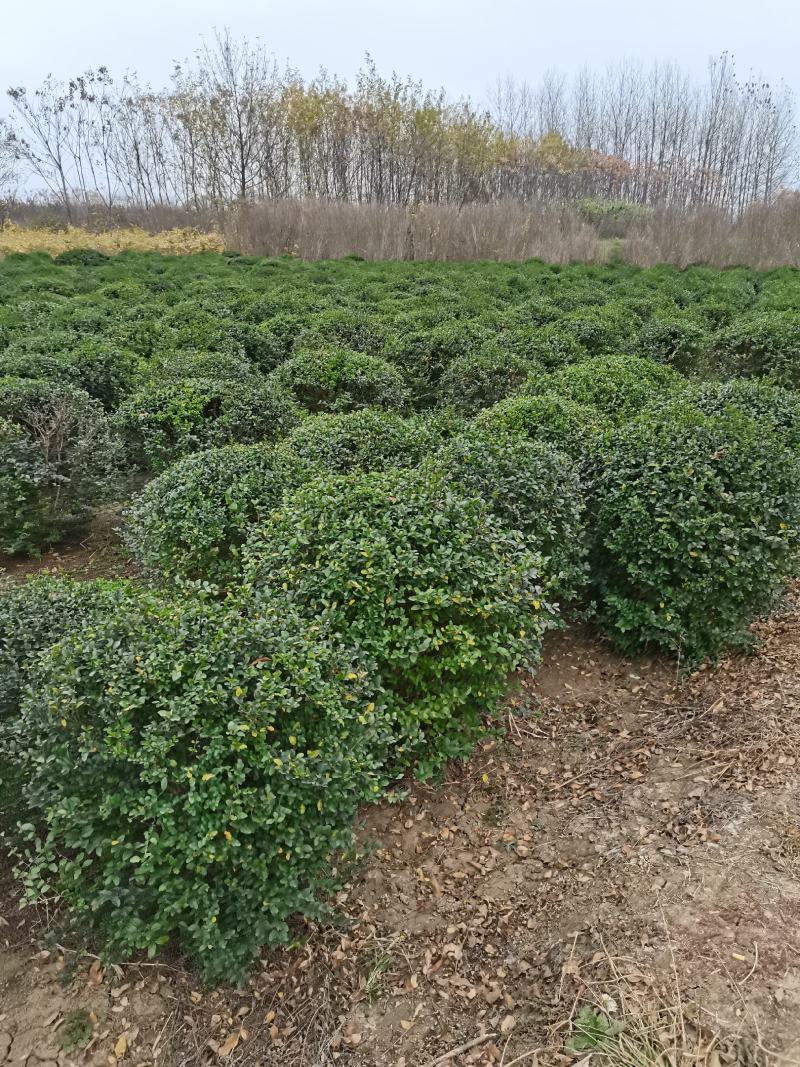 江苏小叶女贞球精品球工程绿化庭院景观点缀金冠女贞亮晶晶