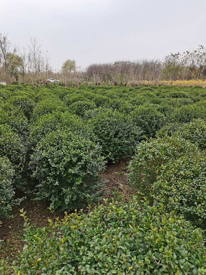 江苏小叶女贞球精品球工程绿化庭院景观点缀金冠女贞亮晶晶