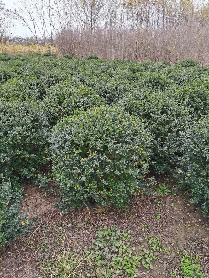 江苏小叶女贞球精品球工程绿化庭院景观点缀金冠女贞亮晶晶