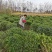 江苏小叶女贞球精品球工程绿化庭院景观点缀金冠女贞亮晶晶