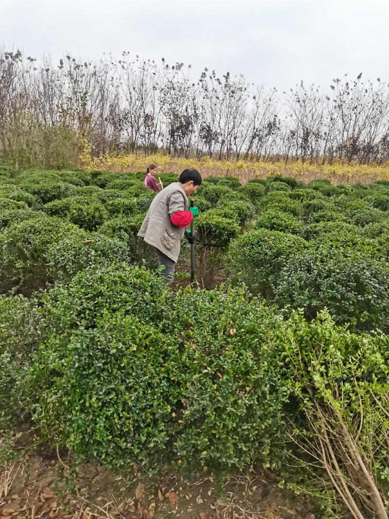 江苏小叶女贞球精品球工程绿化庭院景观点缀金冠女贞亮晶晶