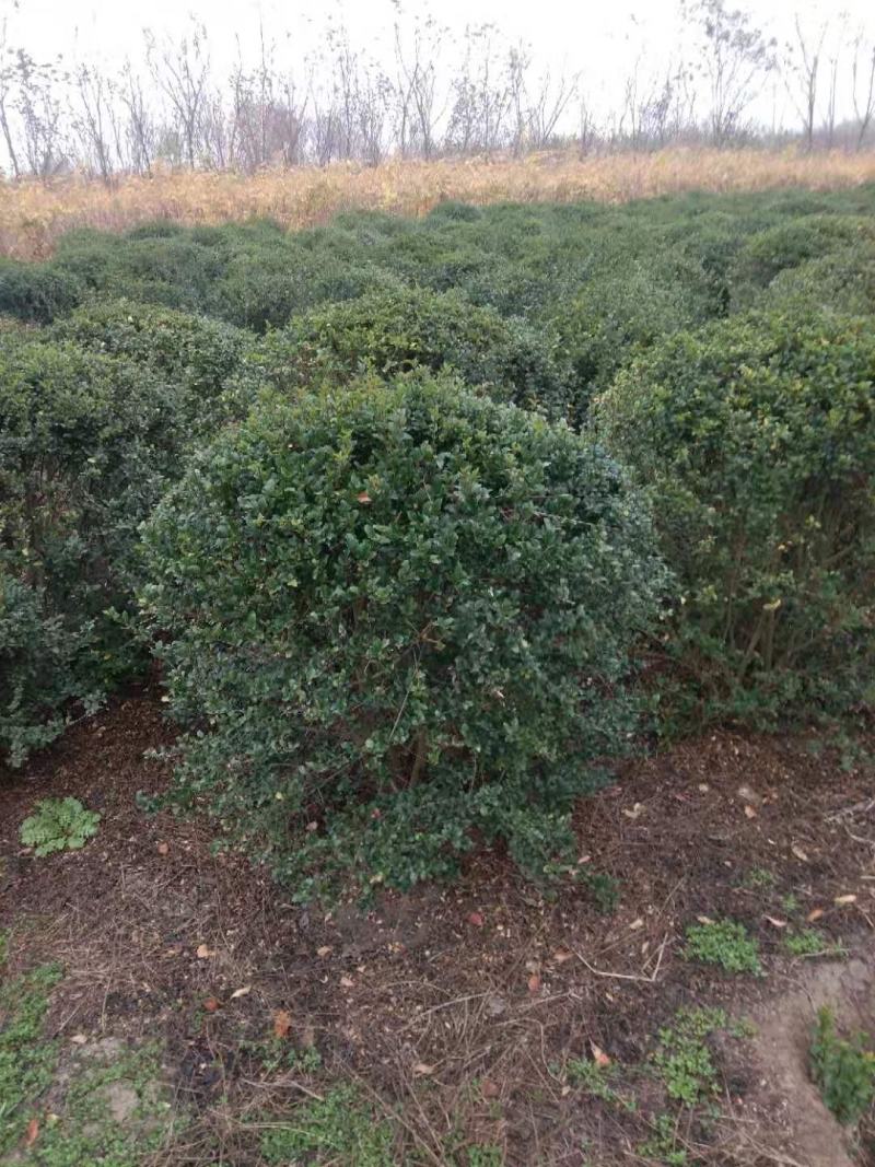 江苏小叶女贞球精品球工程绿化庭院景观点缀金冠女贞亮晶晶