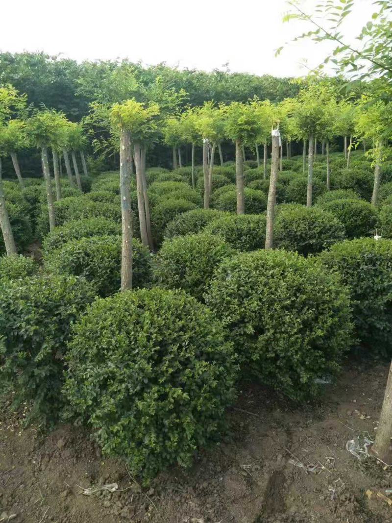 江苏小叶女贞球精品球工程绿化庭院景观点缀金冠女贞亮晶晶
