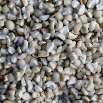 碎薏米小薏米筛选碎米价格详谈兴仁小薏米碎米五谷杂粮