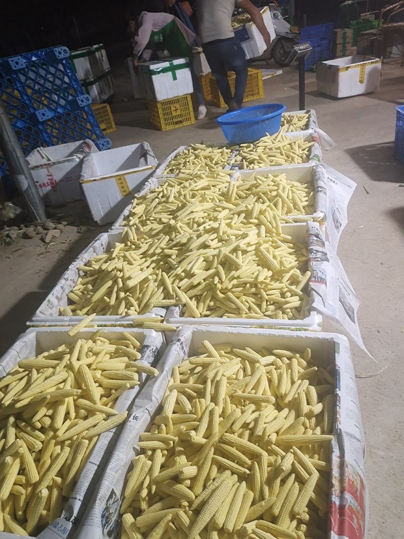 新鲜玉米笋餐厅酒店用菜电商一件代发新鲜现摘送达8斤去皮玉