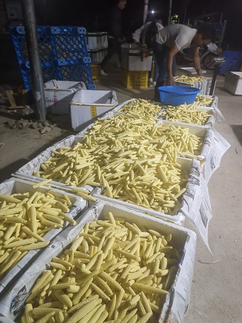 新鲜玉米笋餐厅酒店用菜电商一件代发新鲜现摘送达8斤去皮玉
