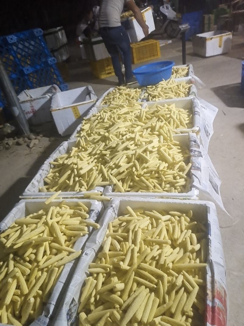 新鲜玉米笋餐厅酒店用菜电商一件代发新鲜现摘送达8斤去皮玉