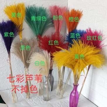 天然芦苇干花永生花束橱窗装饰摆件芦苇花拂尘花麦穗干花婚庆
