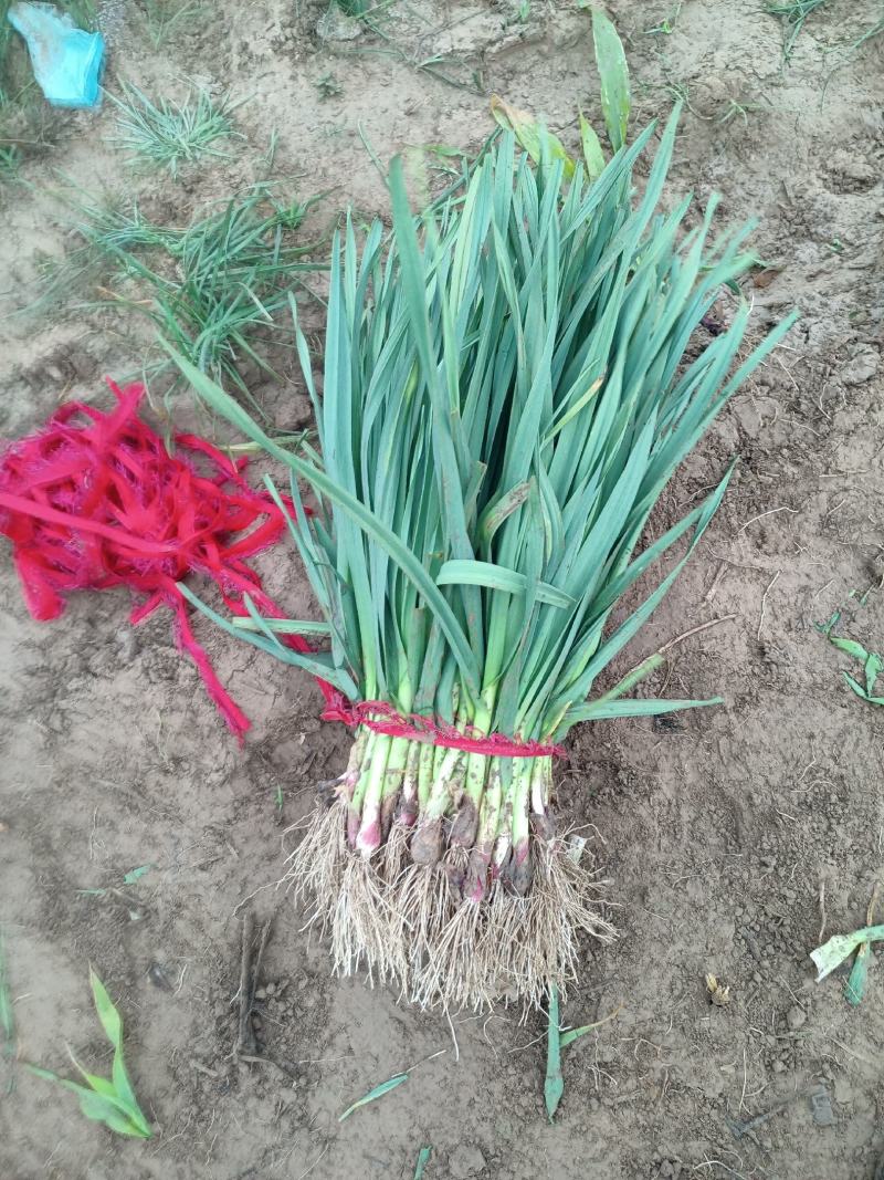 徐州丰县崔芽红根蒜苗大量上市
