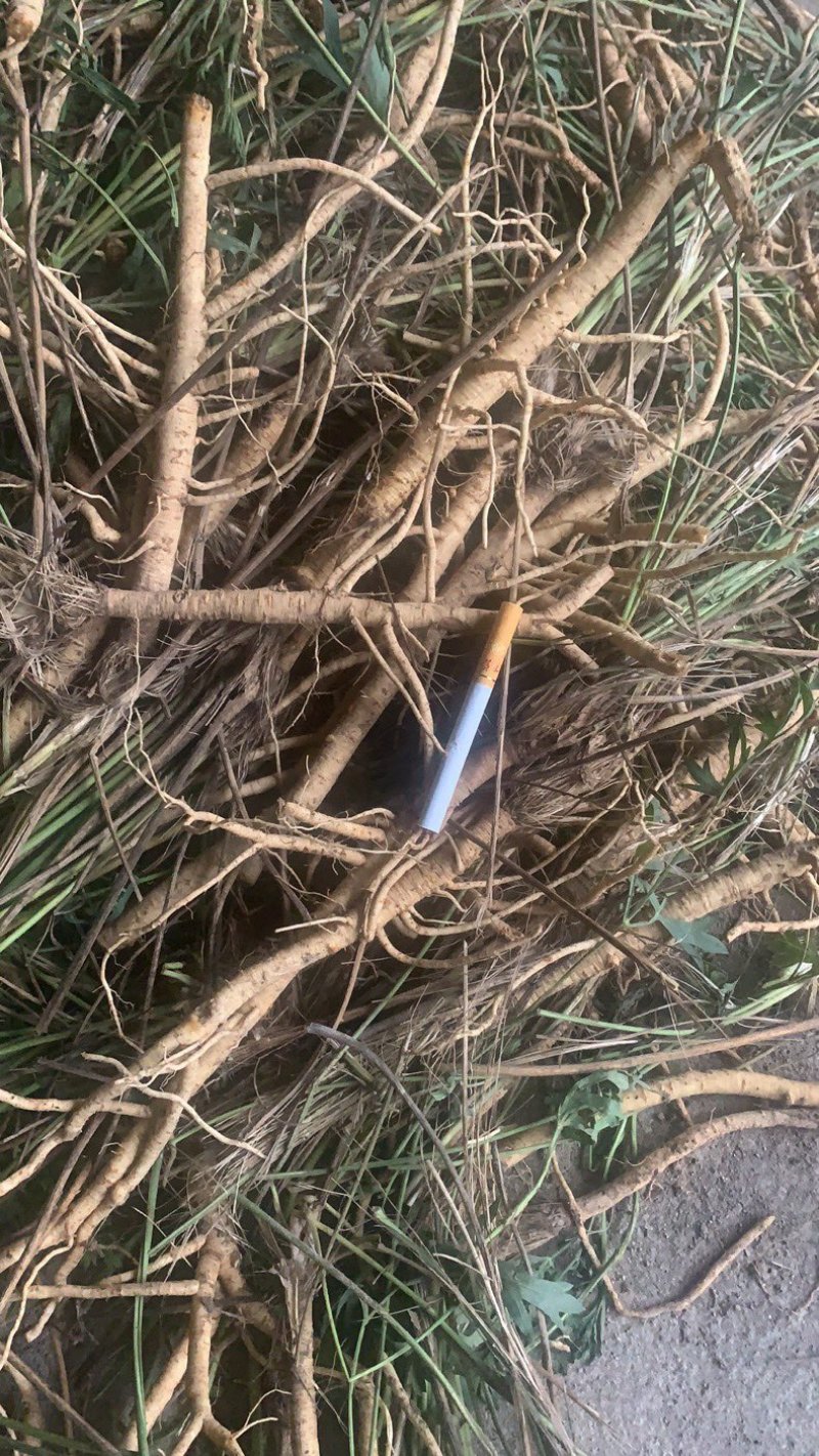 求购籽播防风鲜货，段载防风鲜货