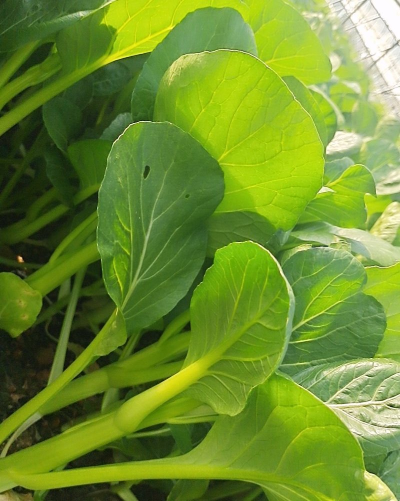 广东菜心
