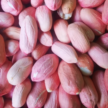 鲁花好8号红花生仁新鲜红皮欢迎新老顾客光临